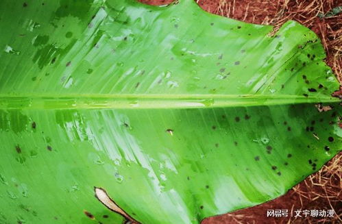香蕉叶斑病的克星