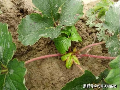 防治大丽花茎秆脱叶的措施