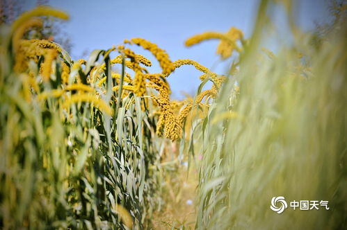 小米最佳种植时间是什么季节？