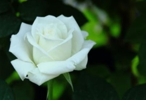 白色遗产月季的花期与种植地