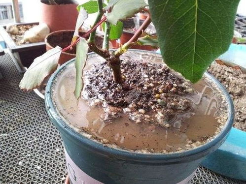 花盆底部干透了吗？是时候浇水了吗