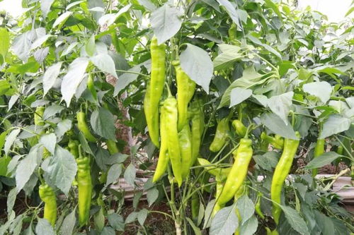 辣椒树耐寒品种与普通苗的差价探秘