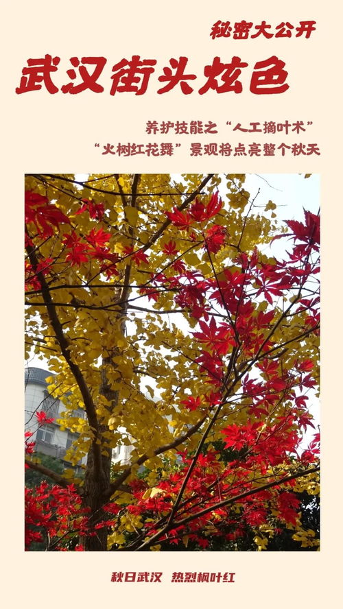 红枫树开花时它的花蕾是如何逐渐绽放