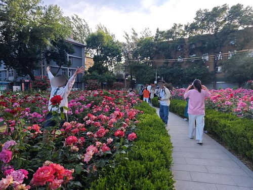 荔湾老城区的阿婆智慧：紫茉莉， 种植的宝藏