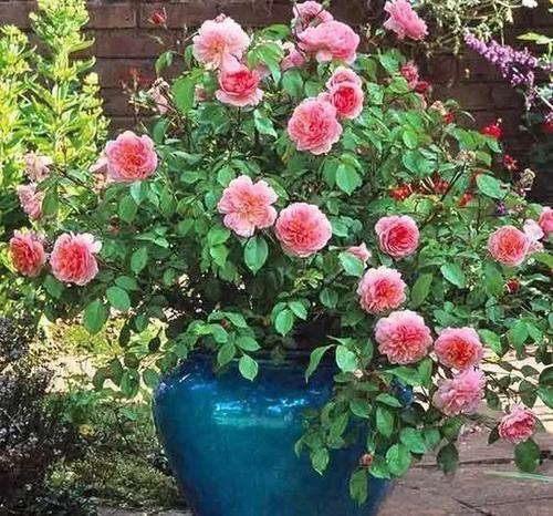 浇水：温柔的力量