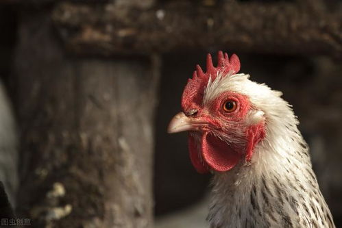 鸡呼吸道病诱因：饲养密度高、通风不良、病原感染、应激反应