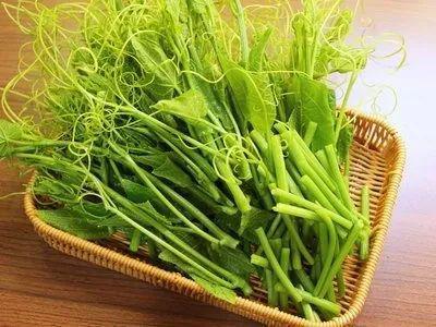 龙须菜生长它究竟属于哪种植物呢