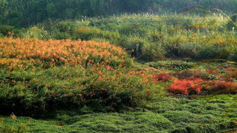 高羊茅：健身教练般的坚韧