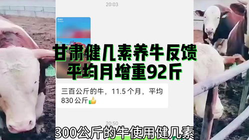 冬春季节，以瘦牛为对象