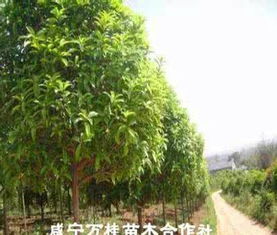 桂花树价格探秘：5公分桂花树市场价揭秘