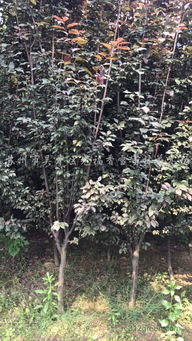 红叶李地径20cm的价格大揭秘