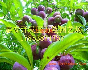 李子树品种盘点：爆款花卉推荐！