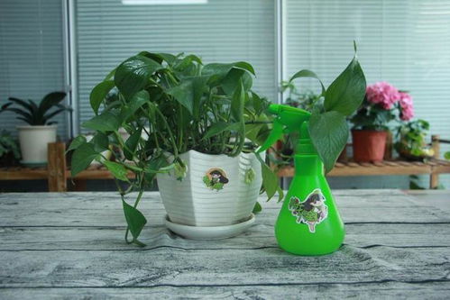 春节回家植物怎么浇水？浇水量和频率有讲究吗