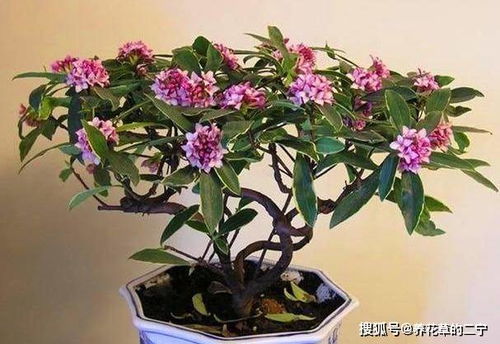 结香花（祥瑞之美）的花语是什么