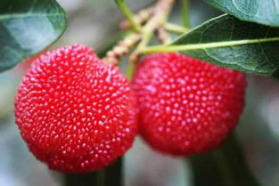 杨梅里的虫子，可怕还是美味？