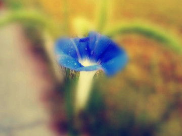 屋顶花园藤本植物选择