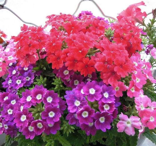 紫薇花：数字五的使者