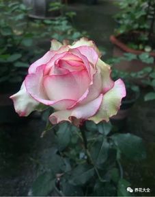 9. 为了您的家庭月季