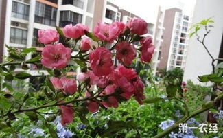 千日红：花色鲜艳， 永不凋谢