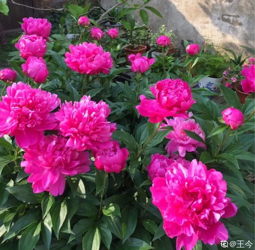 芍药：美丽与价值的双重奏