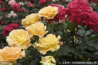 施肥时间及方法：把握时机， 精准施肥