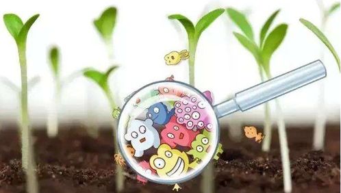 三炬微生物菌肥：神奇的土地魔法师