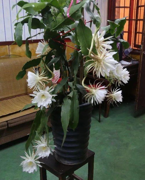 昙花绽放，夜幕何时降临
