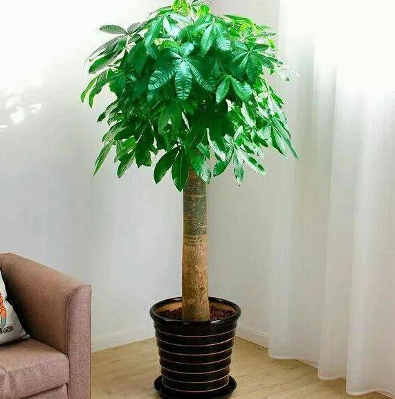 材质方面可选瓦盆huo者紫砂盆