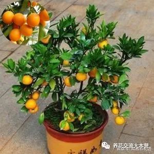 橘子籽儿的成长日记