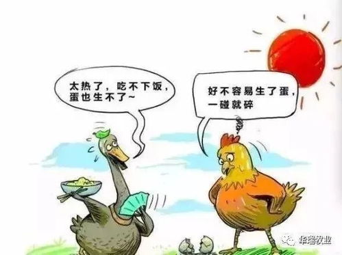 热应激加剧养殖场风险，需加强环境调控