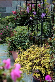 亚热带花园的夏日之谜：耐热省心的花卉选择指南