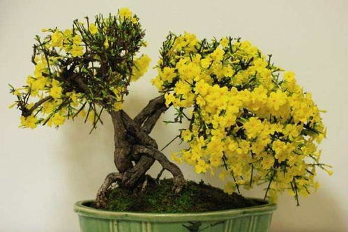 松树盆栽的种植与养护心得