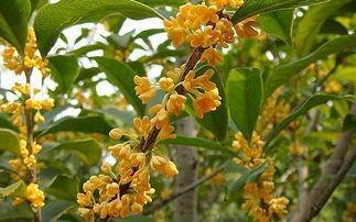 桂花树价格差异大，是品种和养护方式不同导致的吗