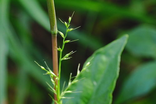 香丝草叶细花香，药用观赏两相宜