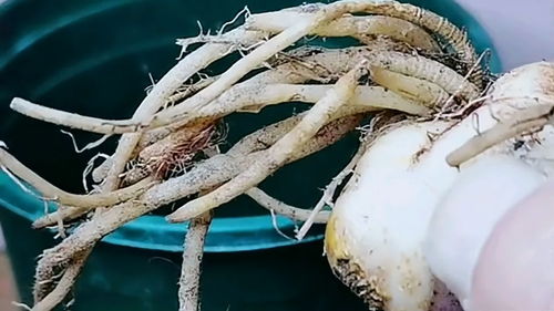 百合种植最佳时间为秋季，即9月至11月