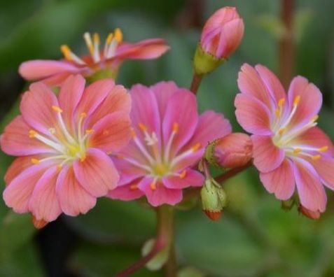 露薇花：童话般的爱， 花形秀丽