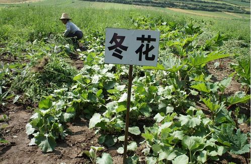 作物病害难缠， 氟环唑来帮忙