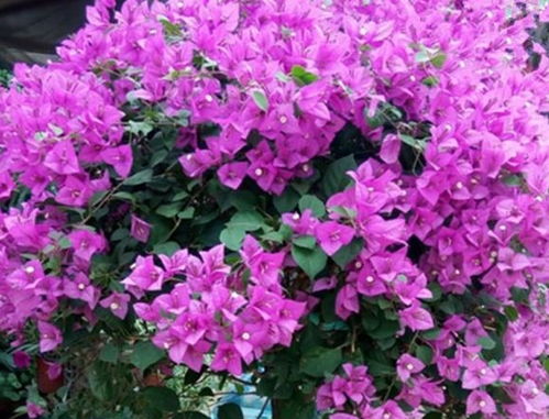 一、山上的花，好种吗？