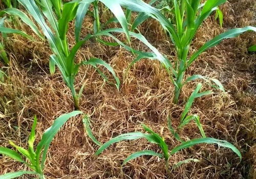 二、不同除草剂对温度的要求