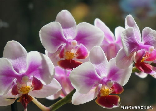 蝴蝶兰送人，寓意美好，高端礼品之选
