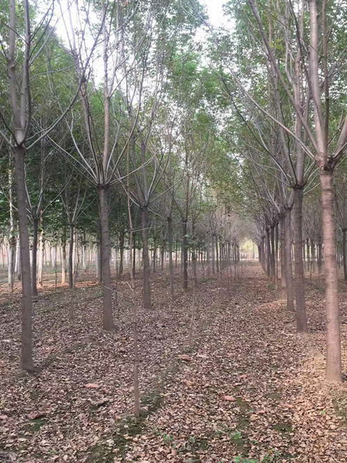 苗木定价：从市场行情到个人心得