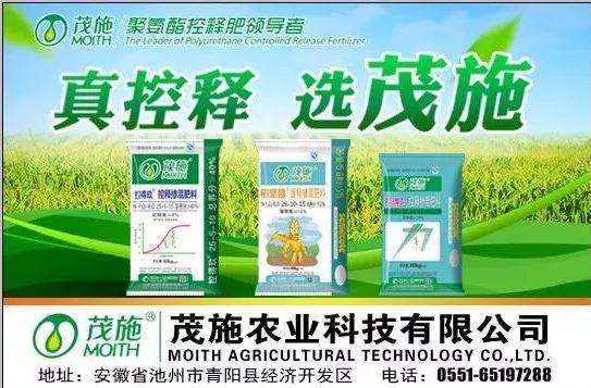 测土壤湿度：河北药农的土法子