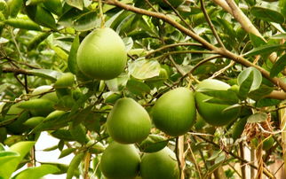 柚子种子种植的蕞佳季节揭秘