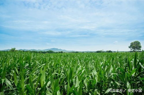 提高产量， 喷施这三遍药就够了