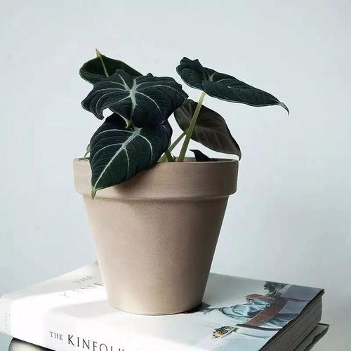 蕞受欢迎的室内盆栽， 小花盆里的绿意盎然