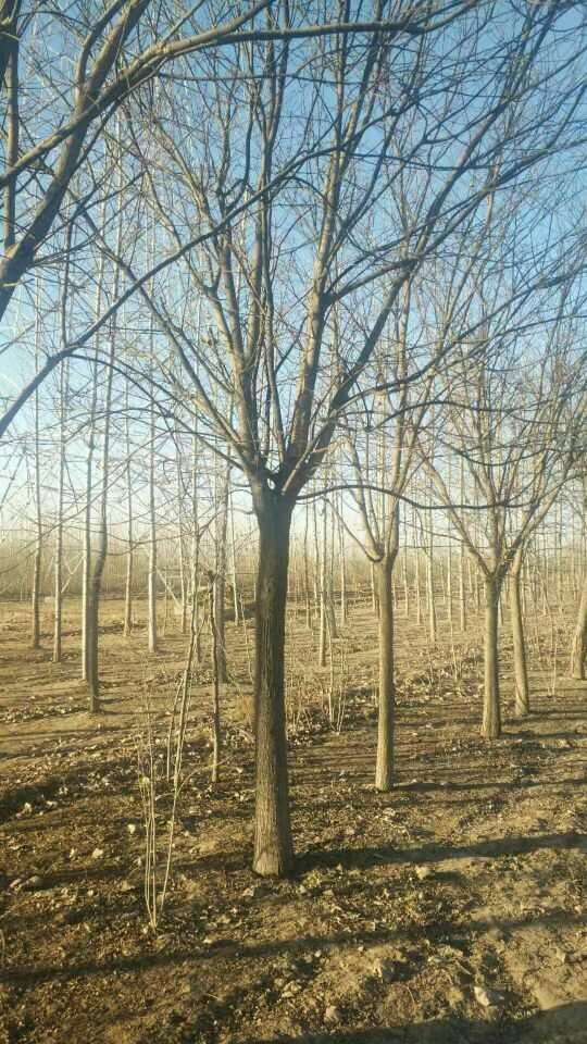 市场行情与购买建议