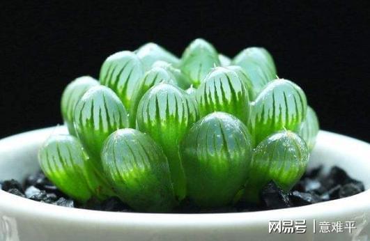 玉露养殖攻略，如何让玉露叶片饱满