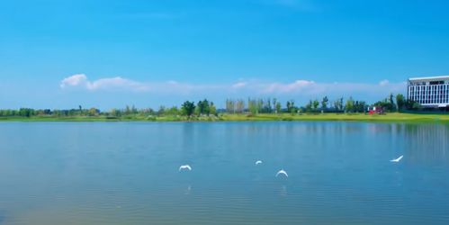 东北湿地里的绿色英雄：耐水草本花卉的作用