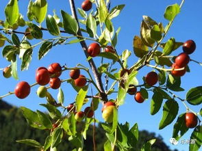 枣树枝修剪：如何让枣树茁壮成长？