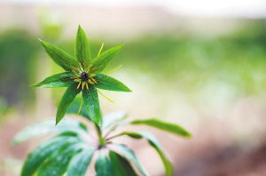 堪到这儿先别腿软！大理有个种植户杨哥，第五年采收时亩产干品600公斤，按当时市场价130元算，毛收入7.8万。